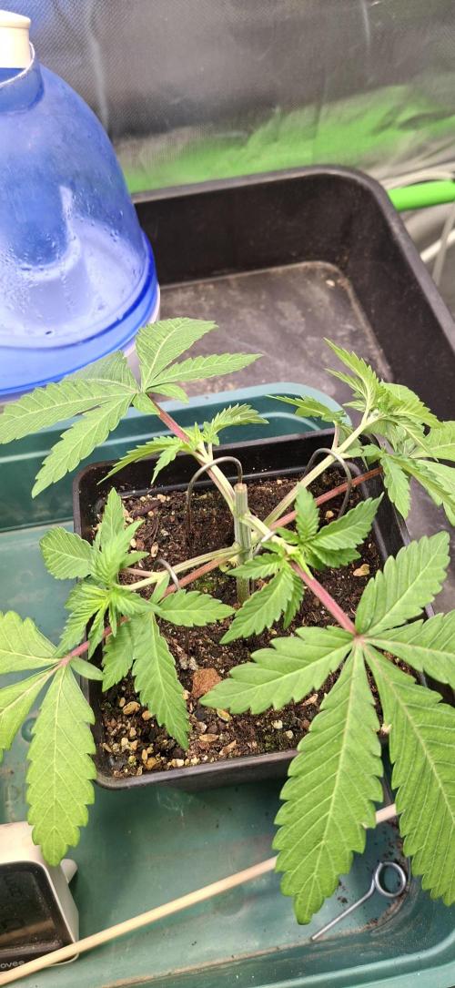 Sweet Cherry Kush. Week 3 - 30.07.26
