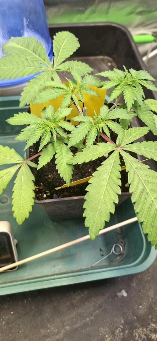 Sweet Cherry Kush. Week 3 - 31.07.26