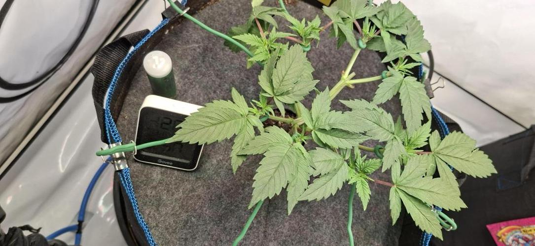 Blue Gelato 41 Barneys Farm. Week 4