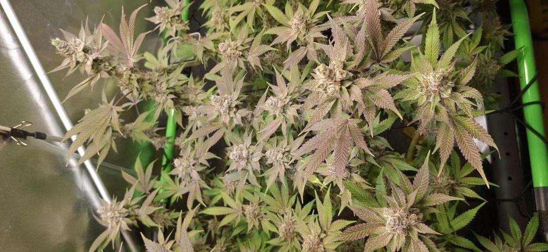 Tropicana Cherry. Week 18