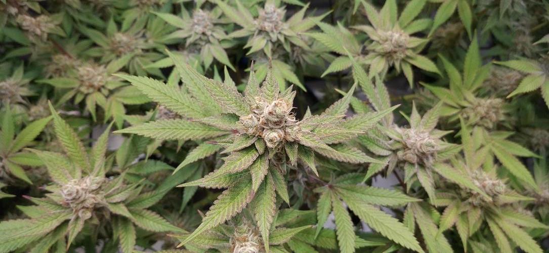 Tropicana Cherry. Week 17