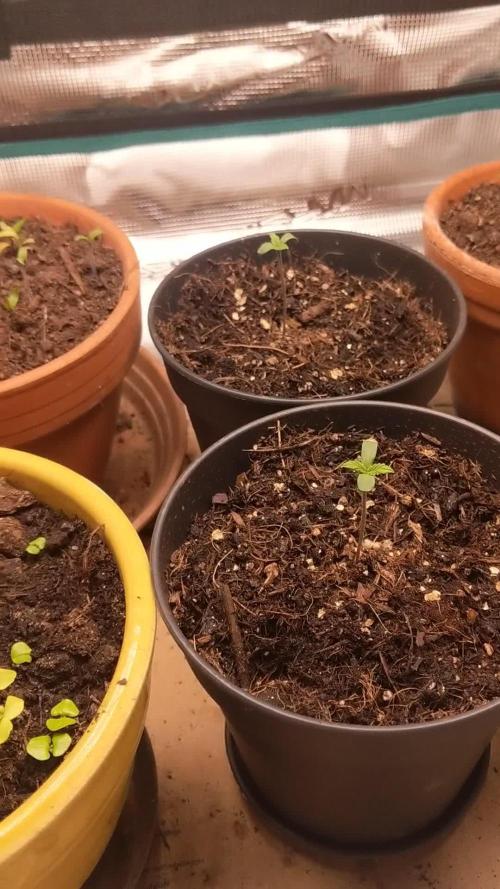 Pure Kush - First Indoor Grow