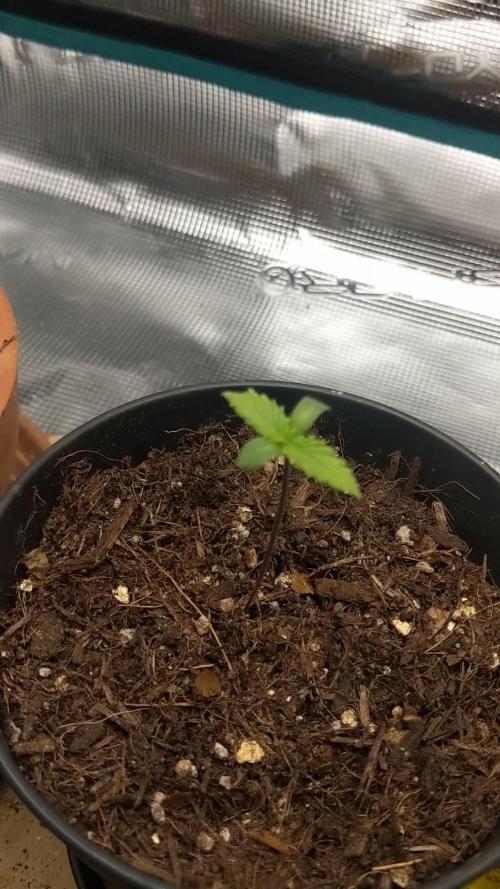 Pure Kush - First Indoor Grow