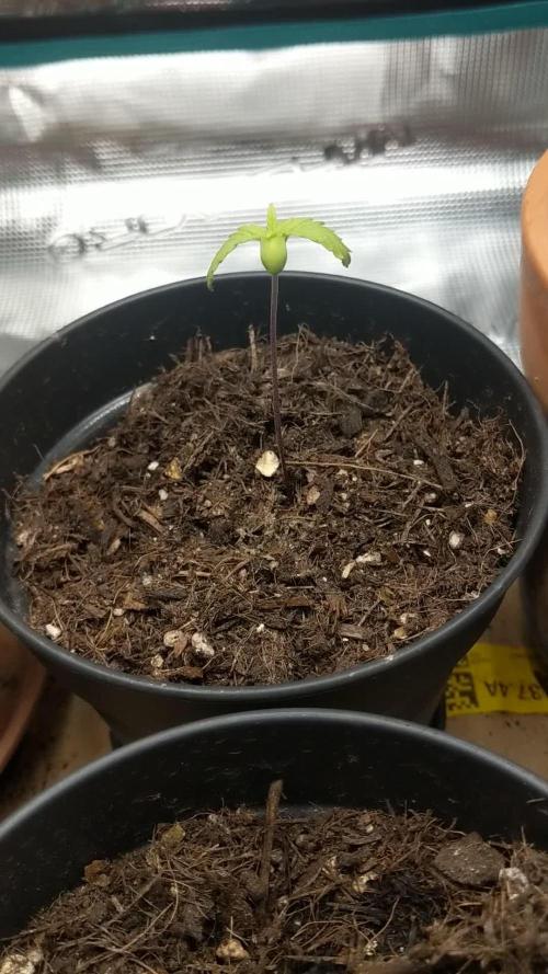 Pure Kush - First Indoor Grow