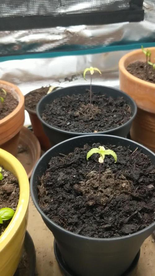 Pure Kush - First Indoor Grow