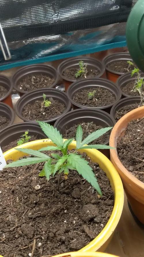 Pure Kush - First Indoor Grow
