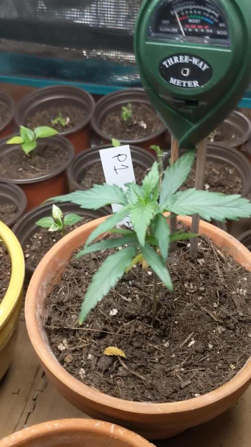 Pure Kush - First Indoor Grow
