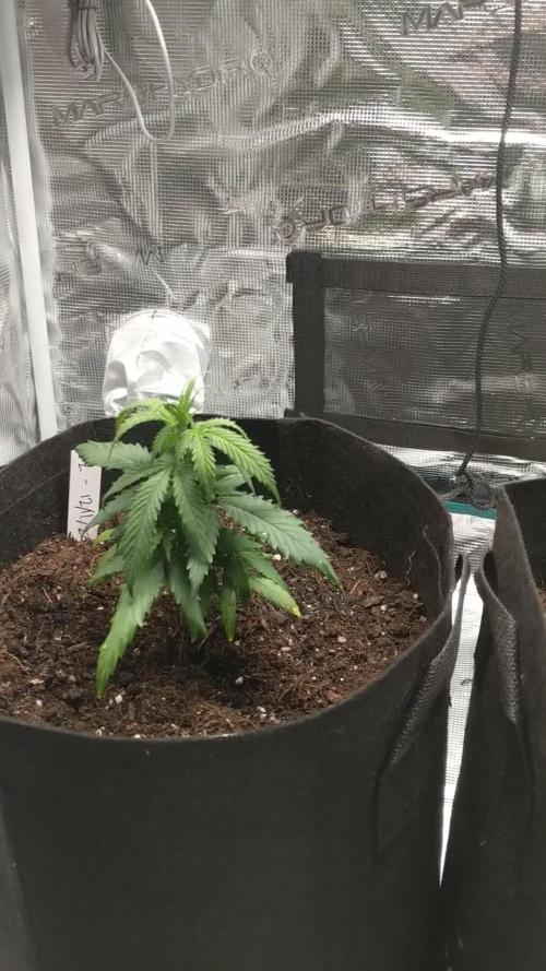 Pure Kush - First Indoor Grow