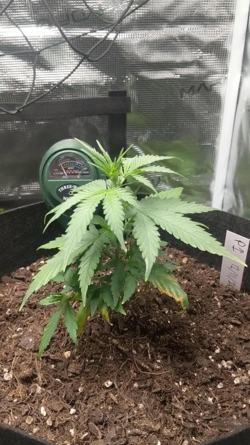 Pure Kush - First Indoor Grow
