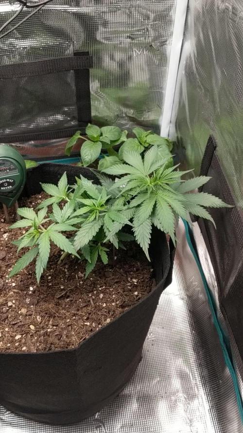 Pure Kush - First Indoor Grow