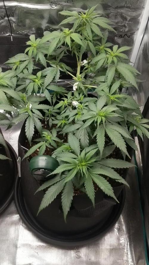Pure Kush - First Indoor Grow