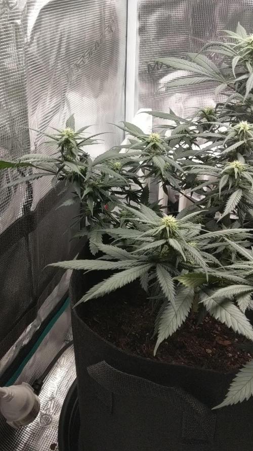 Pure Kush - First Indoor Grow