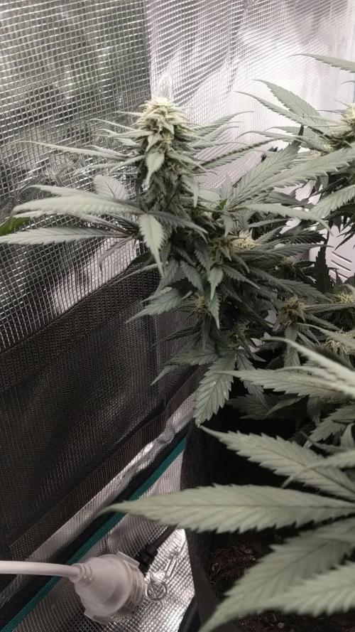 Pure Kush - First Indoor Grow