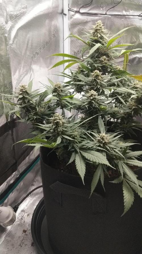 Pure Kush - First Indoor Grow