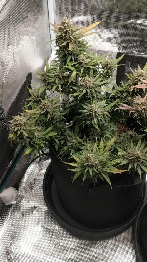 Pure Kush - First Indoor Grow