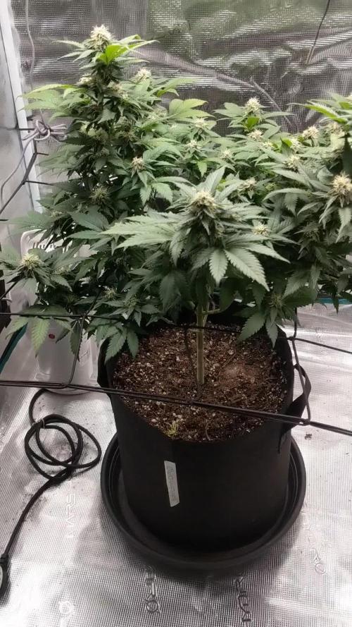 Special Kush #1 - Improved Grow