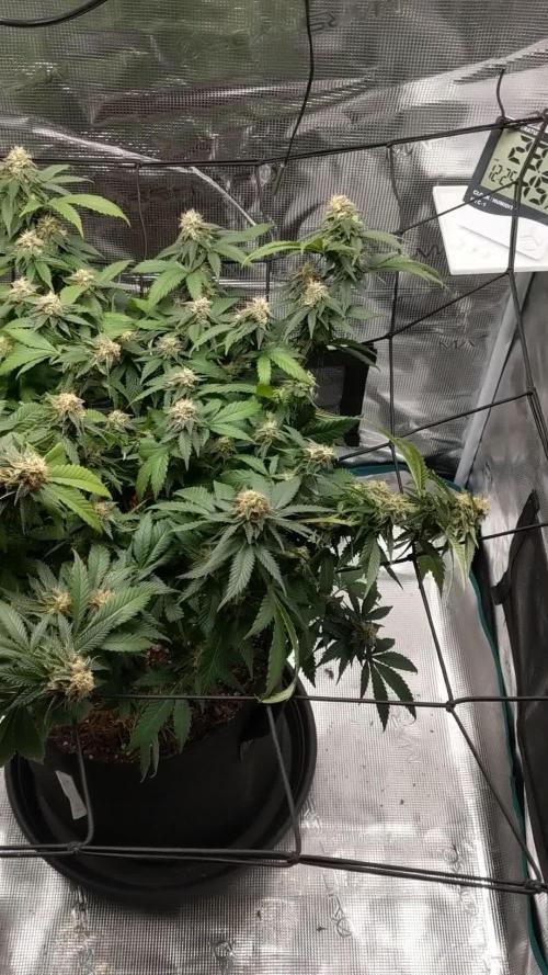 Special Kush #1 - Improved Grow