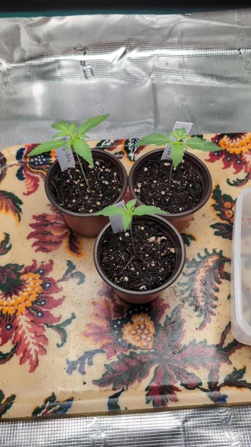 Winter Grow - 3 Strains