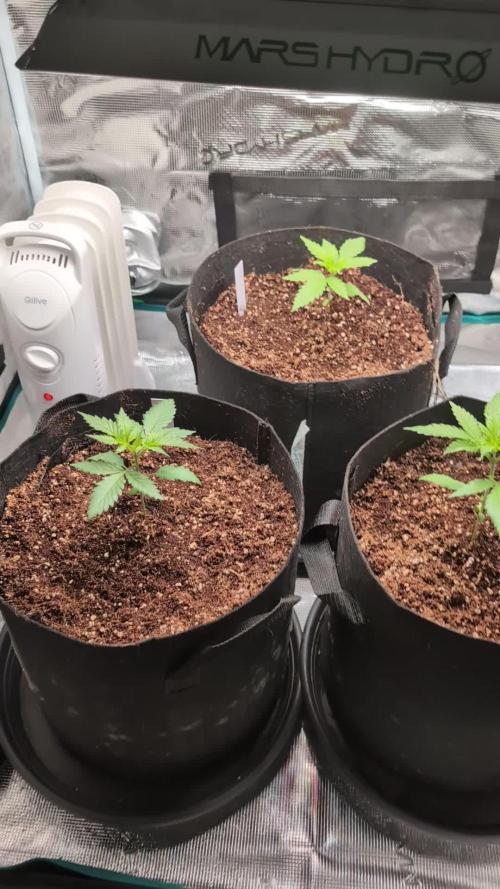 Winter Grow - 3 Strains