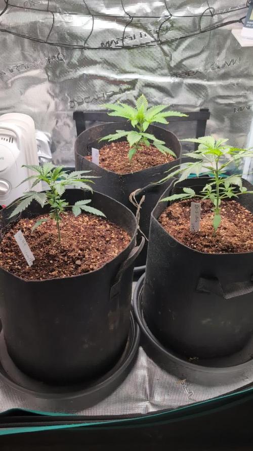 Winter Grow - 3 Strains