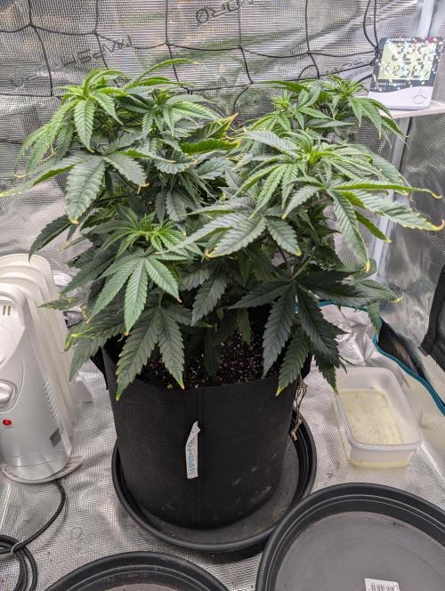 Winter Grow - 3 Strains. Week 8 - Day 63 - CBD 
