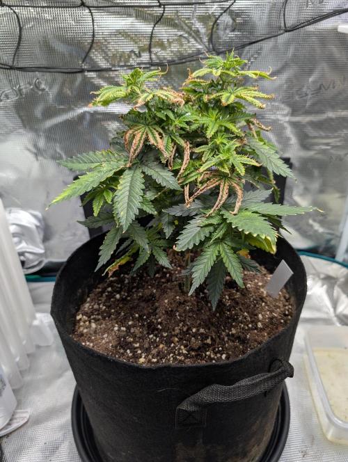 Winter Grow - 3 Strains. Week 8 - Day 63 - GG#4