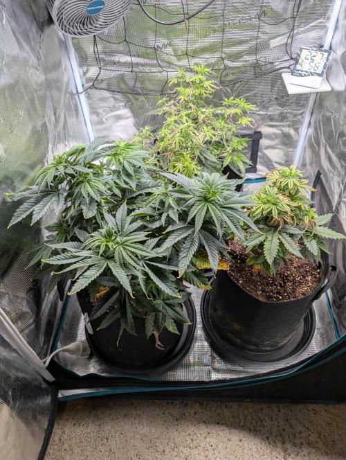 Winter Grow - 3 Strains. Week 8 - Day 63