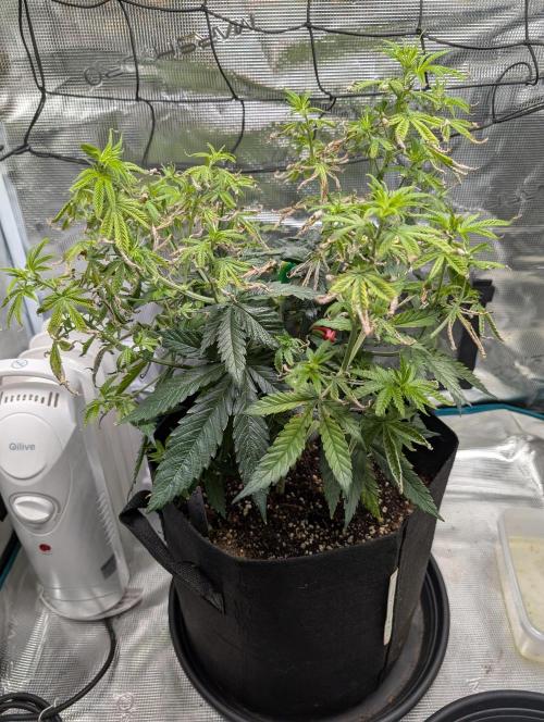 Winter Grow - 3 Strains. Week 8 - Day 63 - Do-si-dos 