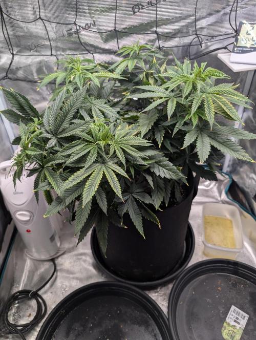 Winter Grow - 3 Strains. Week 9 - Day 70 - CBD