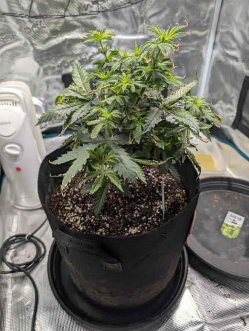 Winter Grow - 3 Strains. Week 9 - Day 70 - GG#4