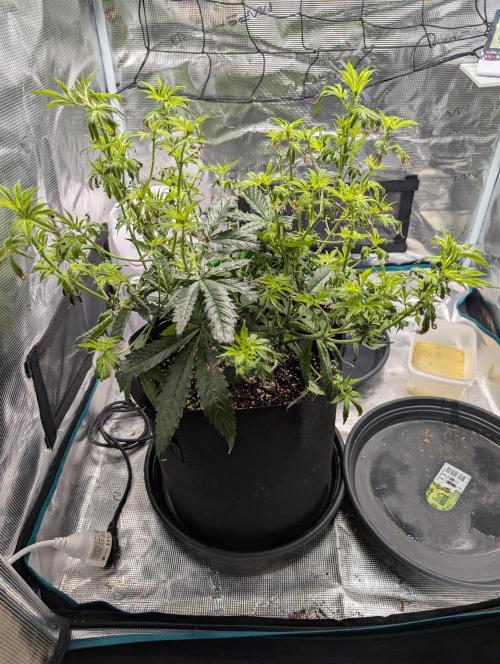 Winter Grow - 3 Strains. Week 9 - Day 70 - Do-si-dos