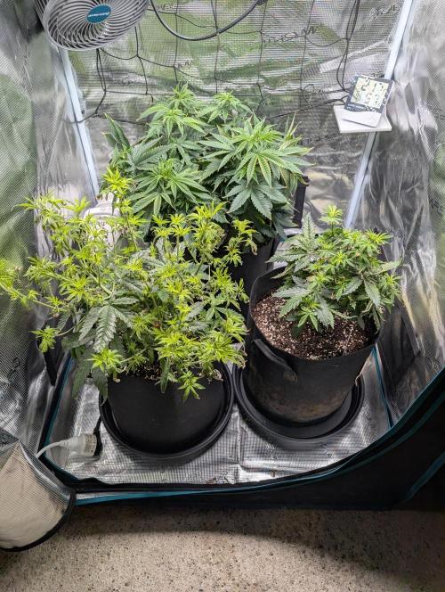 Winter Grow - 3 Strains. Week 9 - Day 70