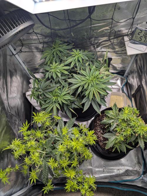 Winter Grow - 3 Strains. Week 9 - Day 70