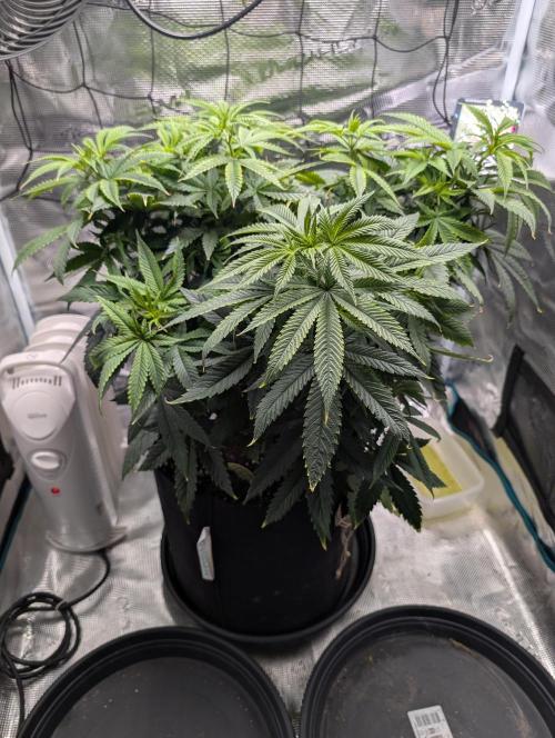 Winter Grow - 3 Strains. Week 10 - Day 77 - CBD