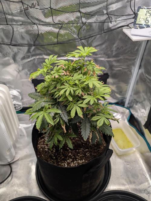 Winter Grow - 3 Strains. Week 10 - Day 77 - GG#4