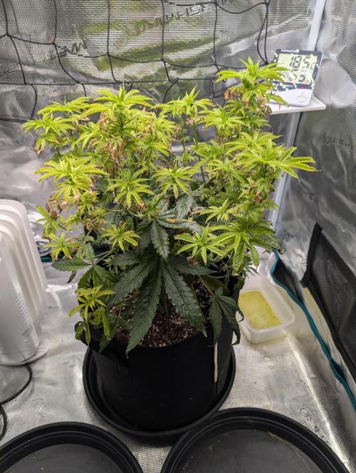 Winter Grow - 3 Strains. Week 10 - Day 77- Do-si-dos
