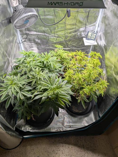 Winter Grow - 3 Strains. Week 10 - Day 77