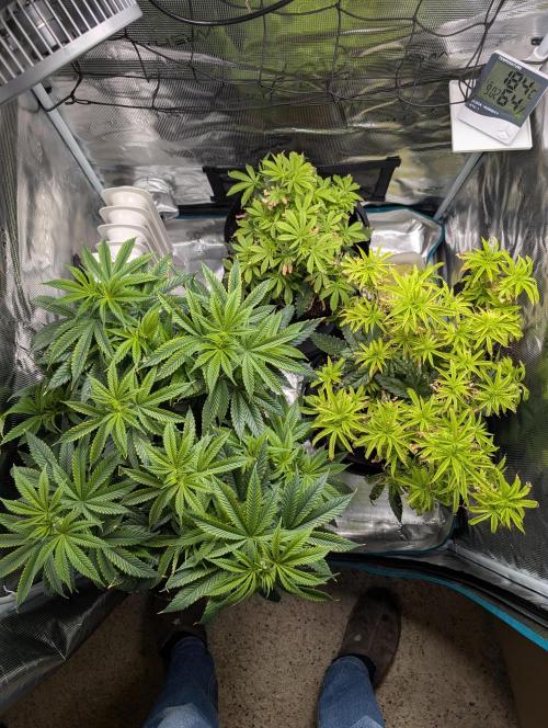 Winter Grow - 3 Strains. Week 10 - Day 77