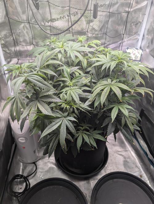 Winter Grow - 3 Strains. Week 11 - Day 84 - CBD