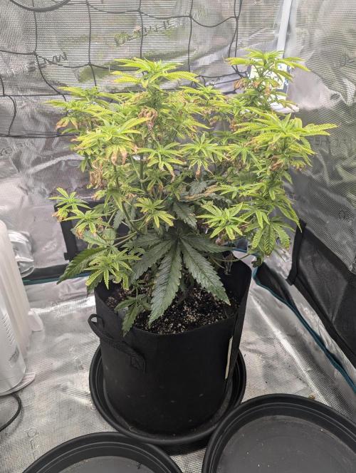 Winter Grow - 3 Strains. Week 11 - Day 84 - Do-si-dos