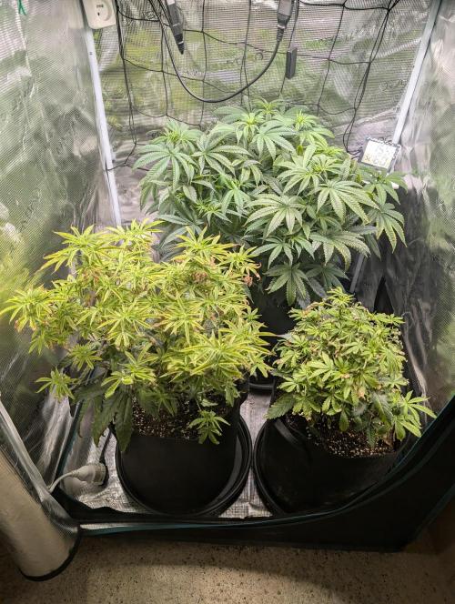 Winter Grow - 3 Strains. Week 11 - Day 84