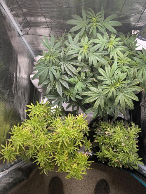 Winter Grow - 3 Strains. Week 11 - Day 84