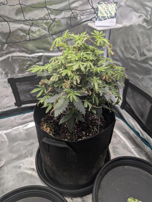 Winter Grow - 3 Strains. Week 11 - Day 84 - GG#4