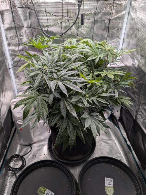 Winter Grow - 3 Strains. Week 12 - Day 91 - CBD