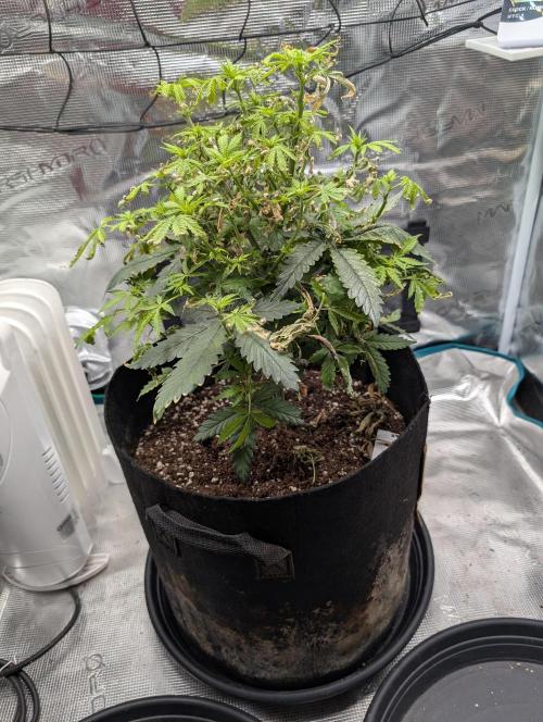 Winter Grow - 3 Strains. Week 12 - Day 91 - GG#4
