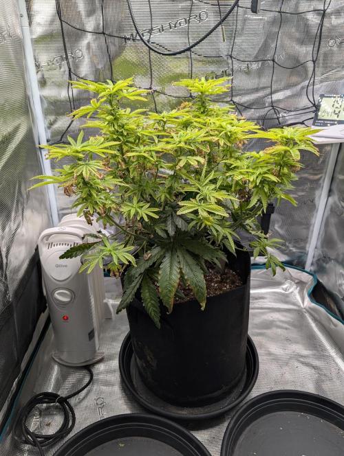 Winter Grow - 3 Strains. Week 12 - Day 91 - Do-si-dos