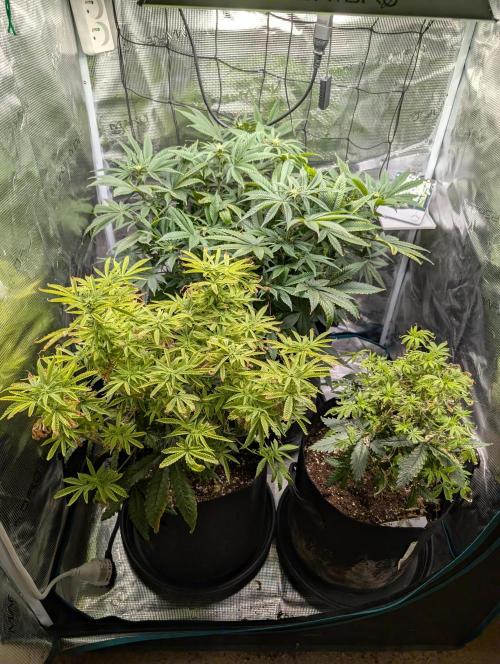 Winter Grow - 3 Strains. Week 12 - Day 91