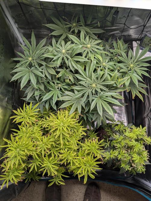 Winter Grow - 3 Strains. Week 12 - Day 91