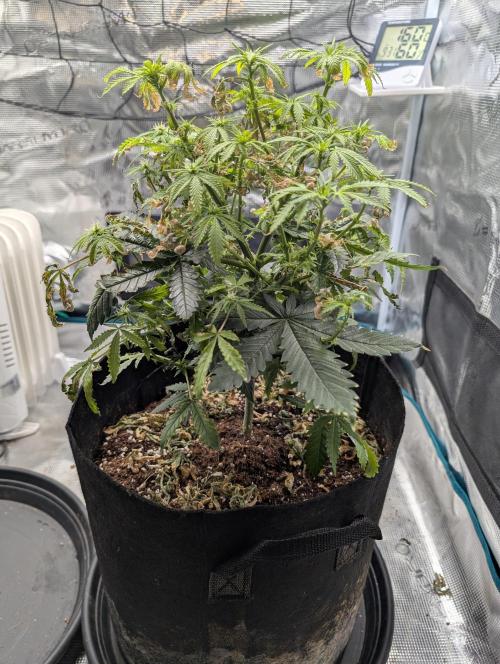 Winter Grow - 3 Strains. Week 13 - Day 98 - GG#4