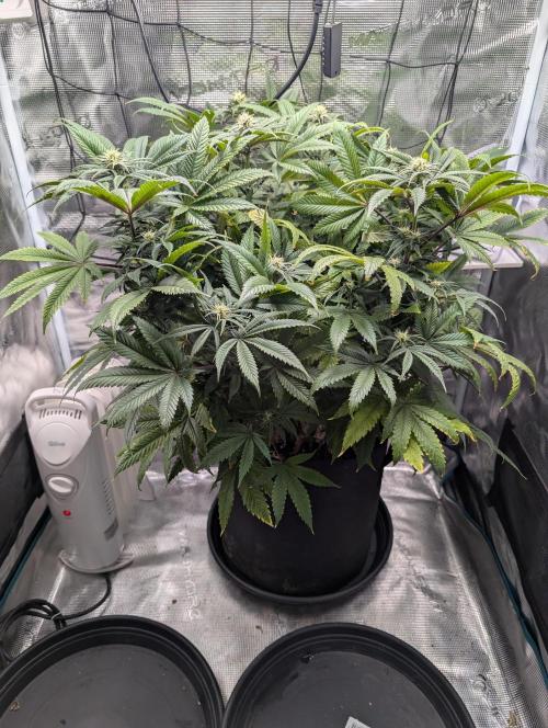 Winter Grow - 3 Strains. Week 13 - Day 98 - CBD